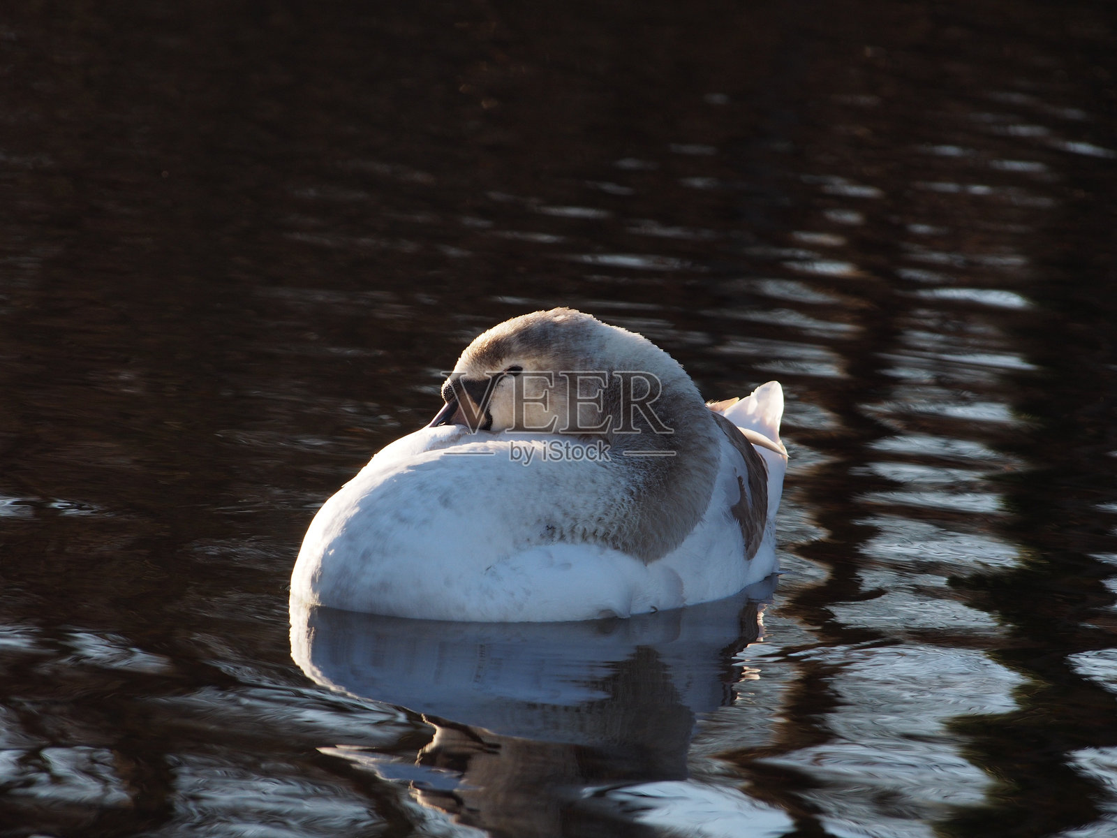 一只年轻的无声天鹅(Cygnus olor)在德国波恩的莱茵公园的池塘中游泳,嘴巴夹在翅膀下。照片摄影图片