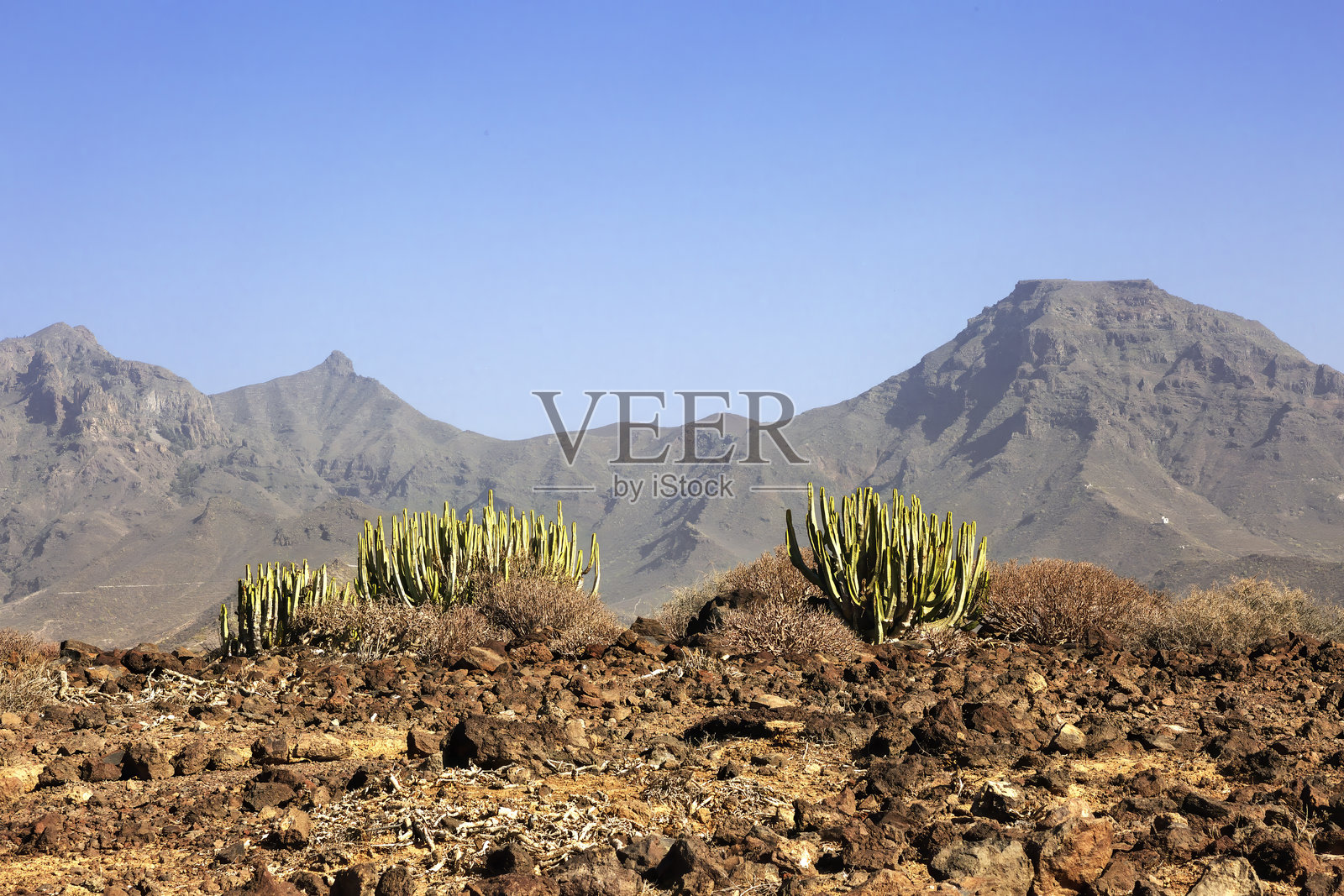 特内里费的仙人掌与火山景观照片摄影图片