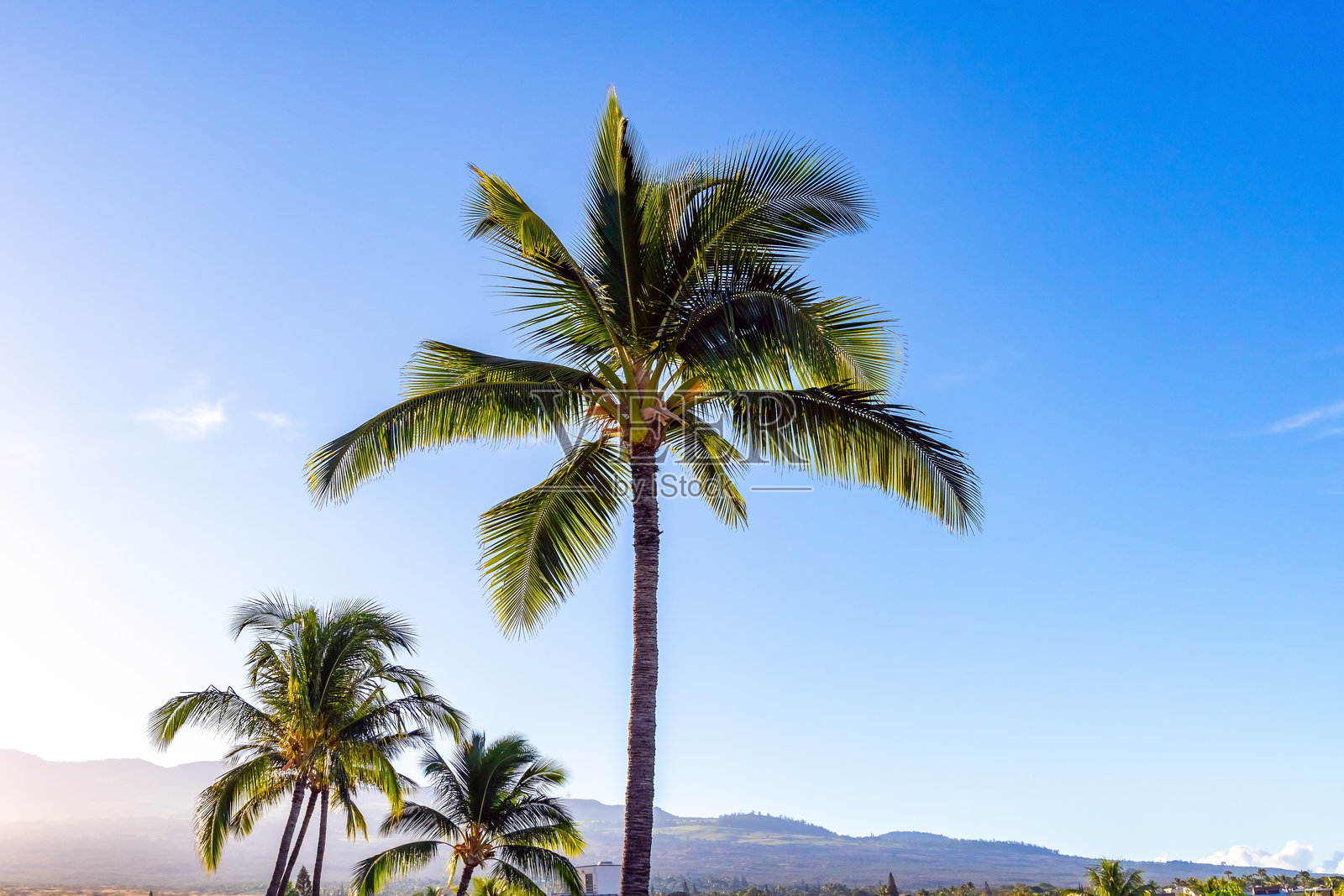 岛上的棕榈树照片摄影图片