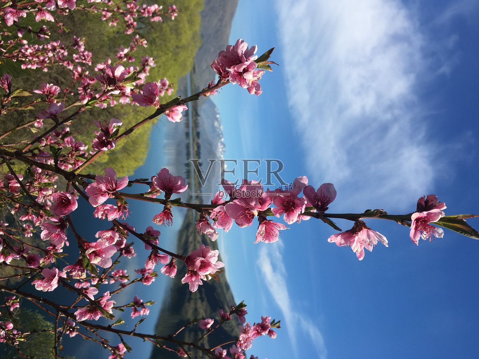 新西兰皇后镇海斯湖前的花朵。照片摄影图片