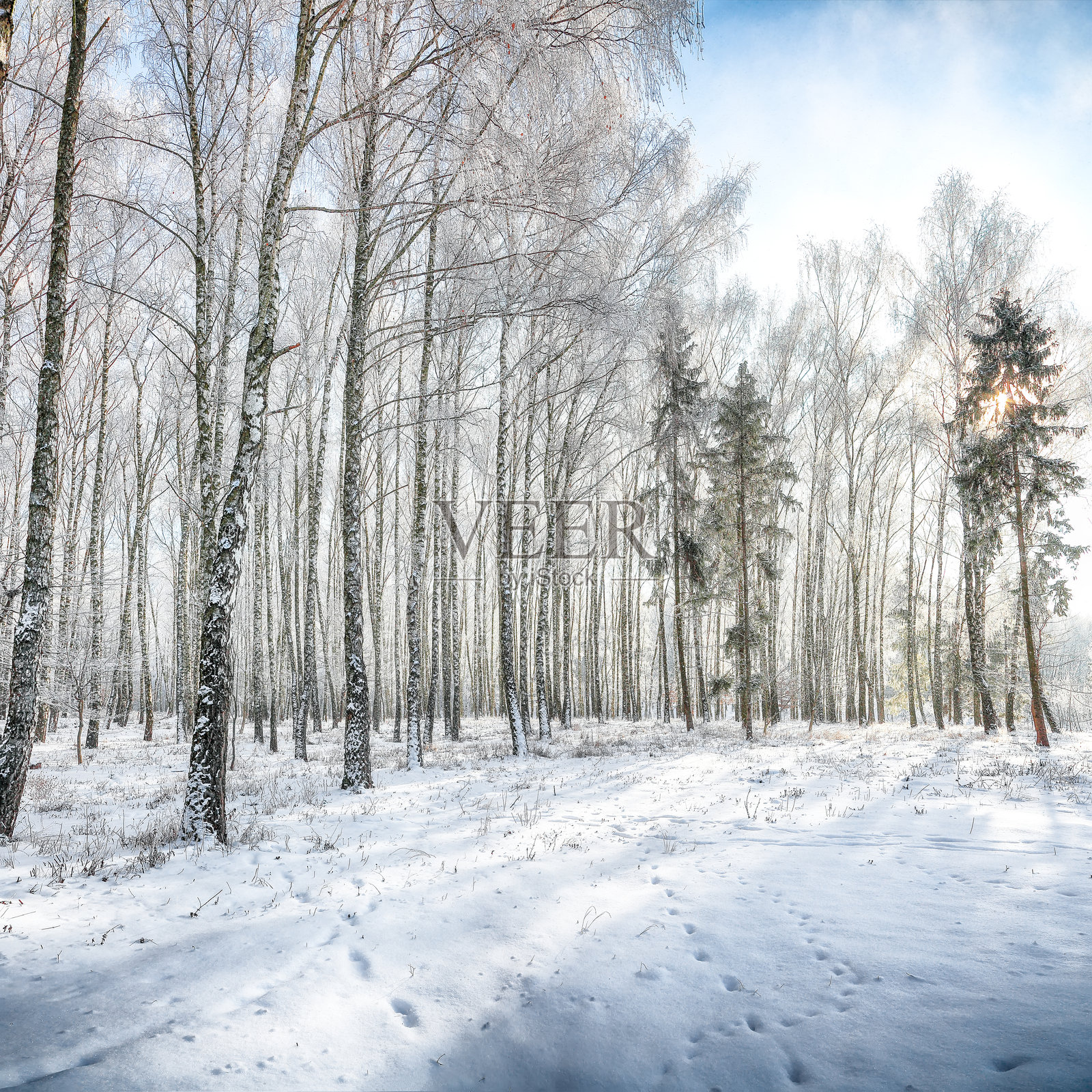城市公园中被雪覆盖的树木构成的如画风景。照片摄影图片