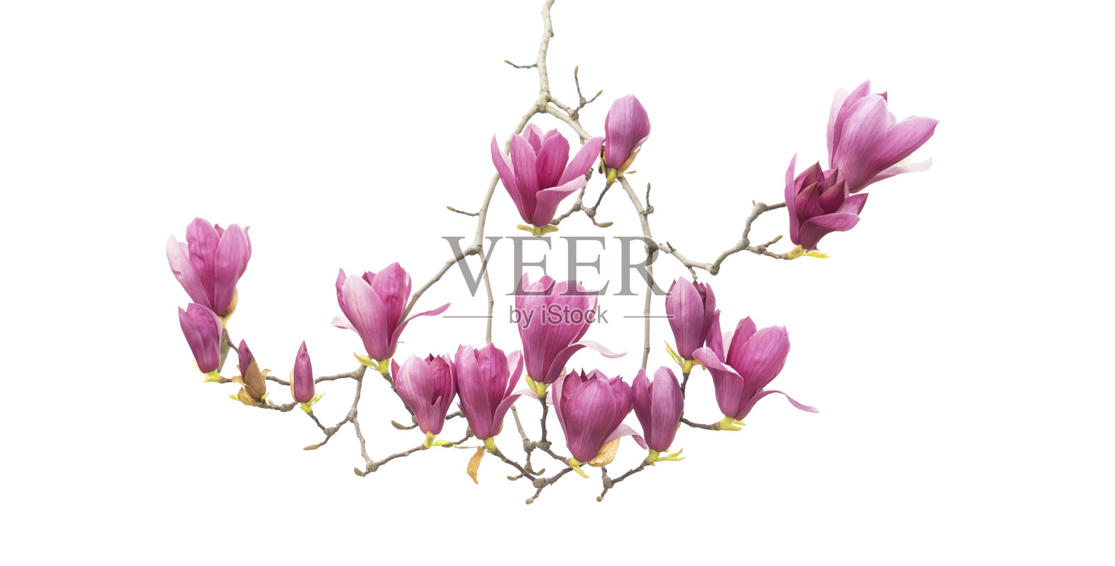 孤立在白色背景上的木兰花照片摄影图片