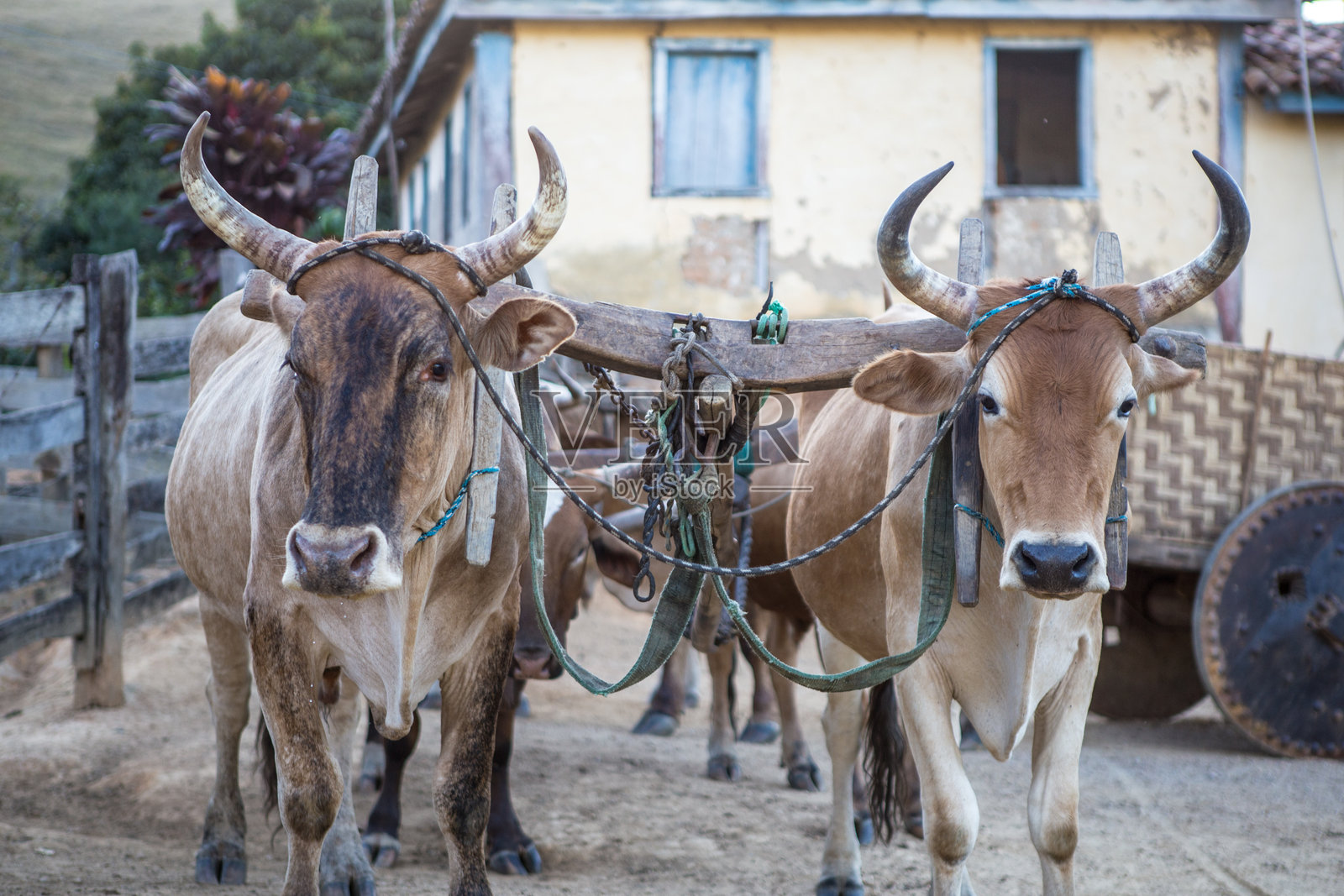 塞拉达卡纳斯特拉的牛车 - 米纳斯吉拉斯(巴西)照片摄影图片