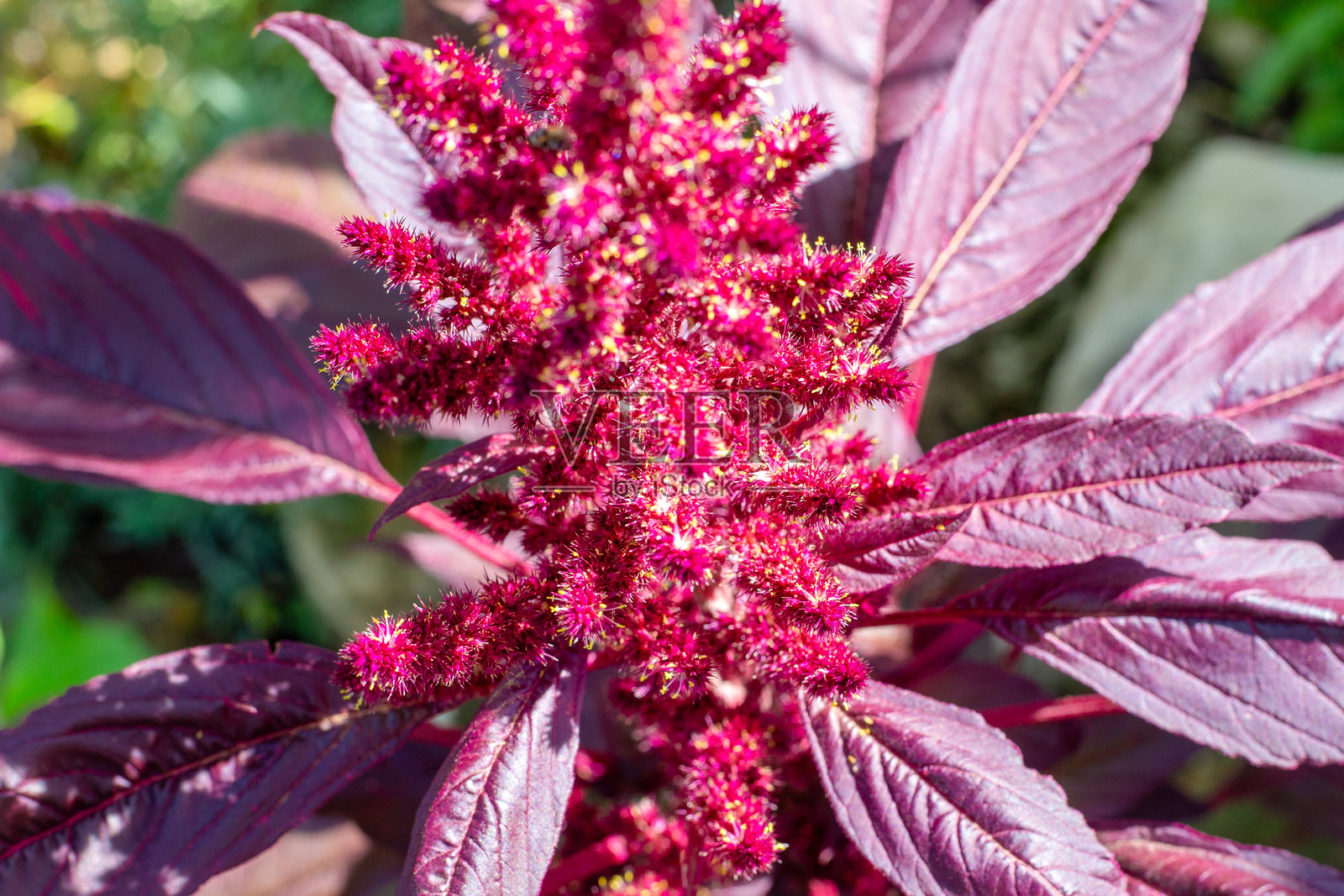夏季花园中,蔬菜苋菜盛开着明亮的穗状花序。这是一种观赏植物。照片摄影图片