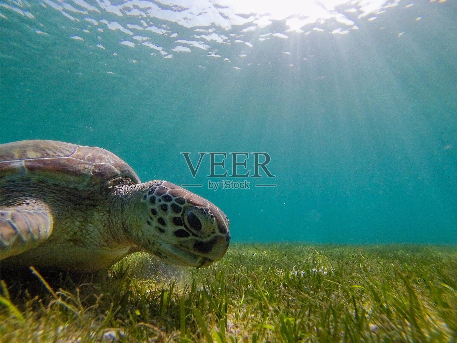 在马尔代夫潜水和浮潜时看到的绿海龟与伟大的海龟动物。照片摄影图片