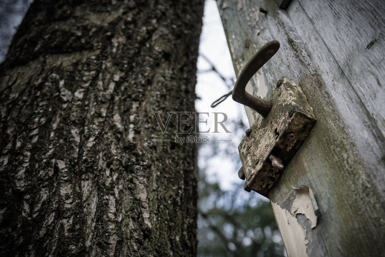 森林中猎人座椅的门照片摄影图片