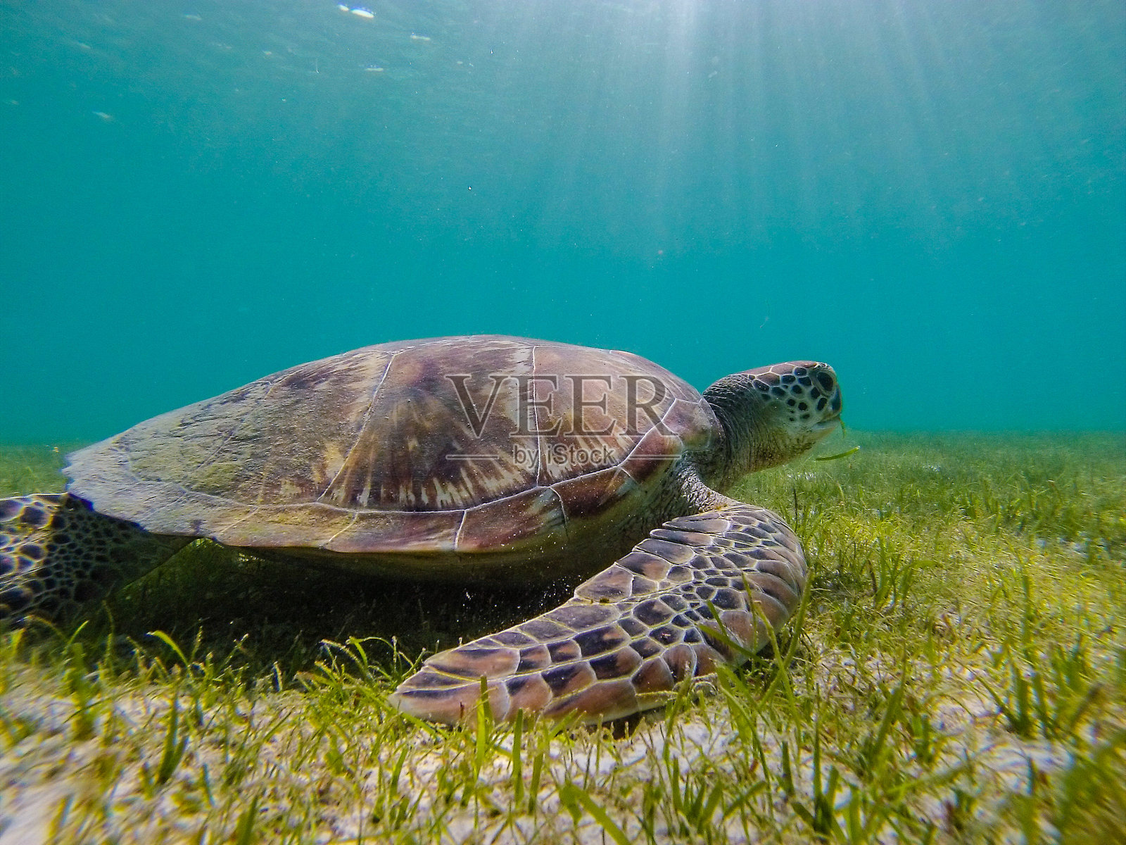 在马尔代夫潜水和浮潜时看到的绿色海龟与伟大的海龟动物。照片摄影图片