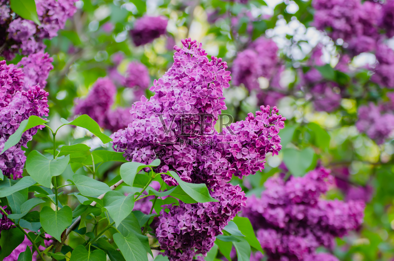 春天的紫丁香花照片摄影图片