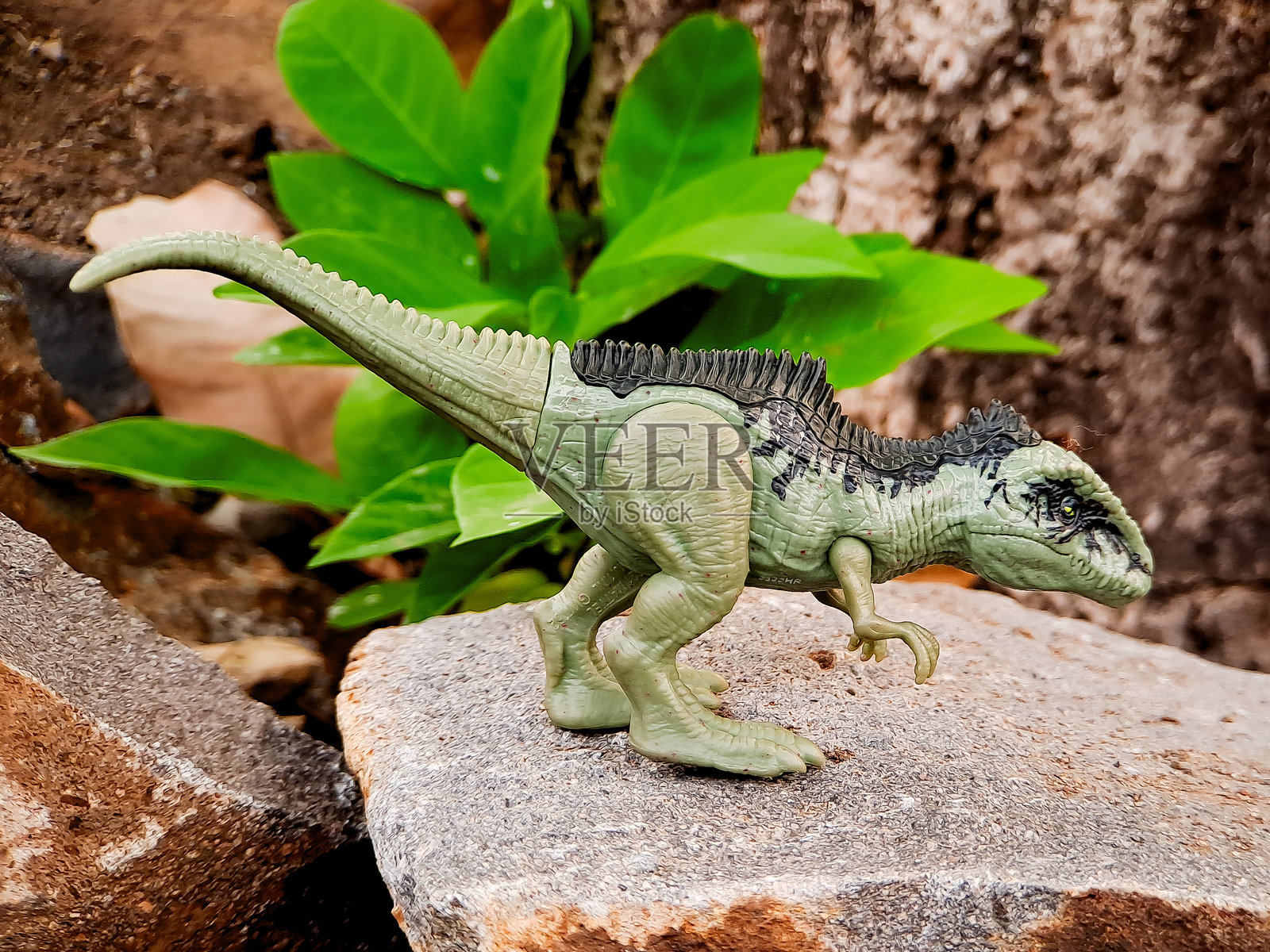 吉加诺托萨乌鲁斯玩具模型的照片照片摄影图片