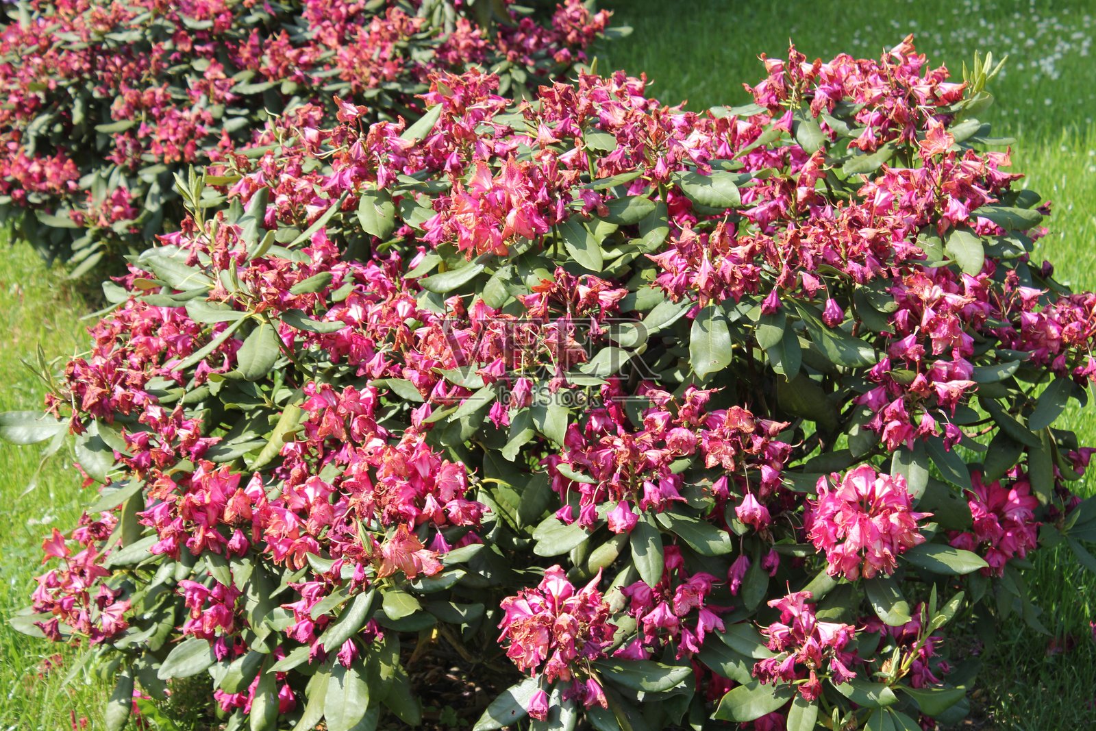 花朵照片摄影图片