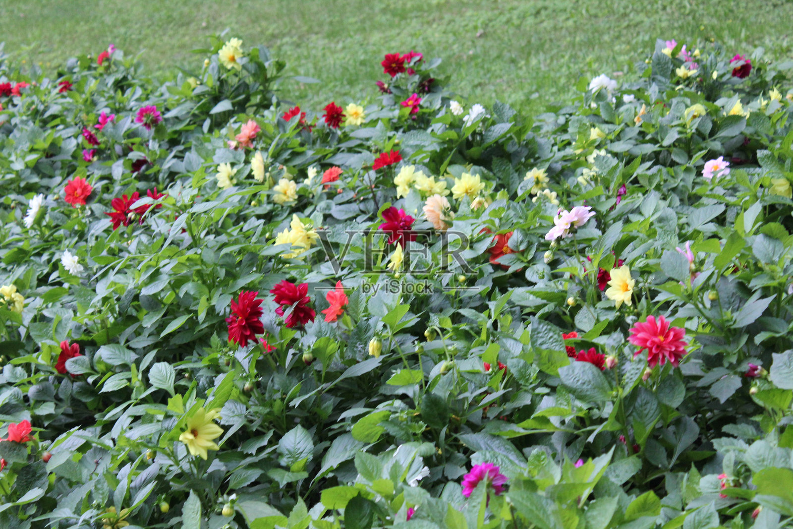 大丽花照片摄影图片