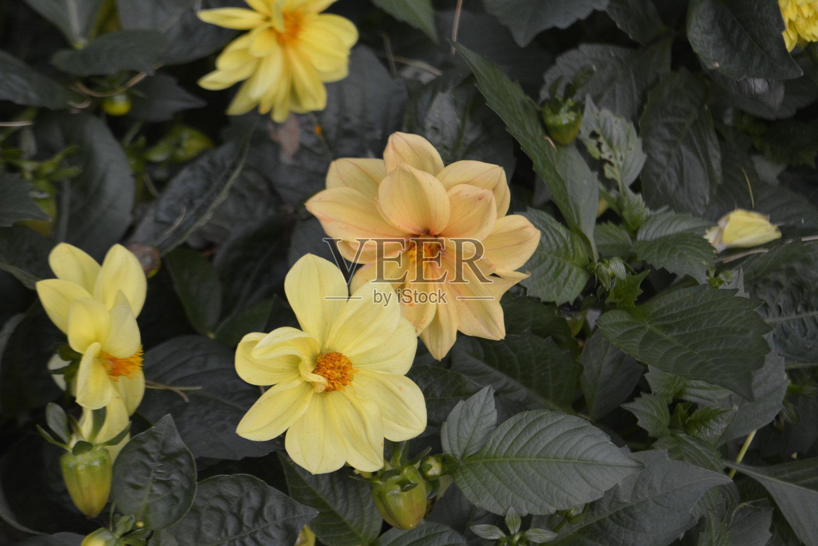 大丽花照片摄影图片