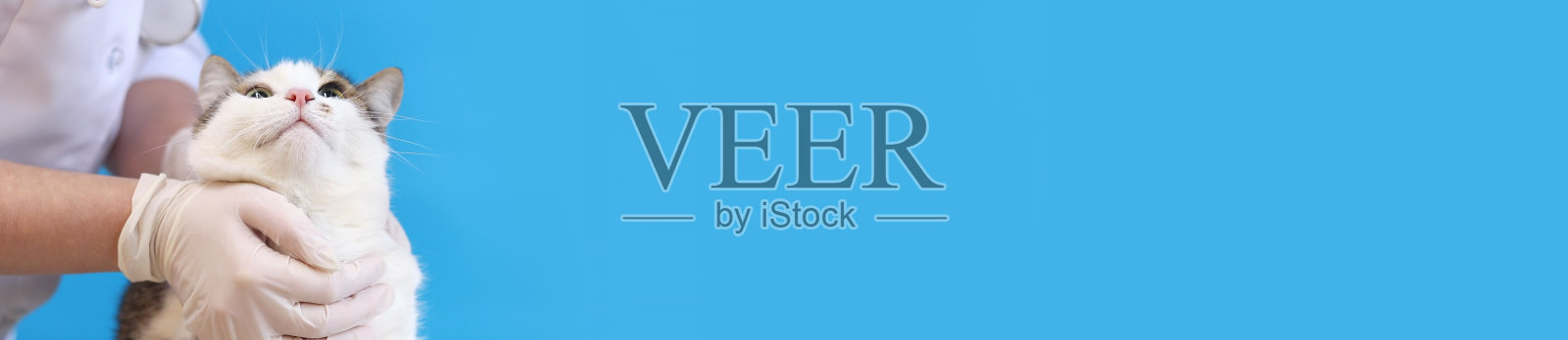 兽医戴着手套的手和一只猫,背景为蓝色照片摄影图片