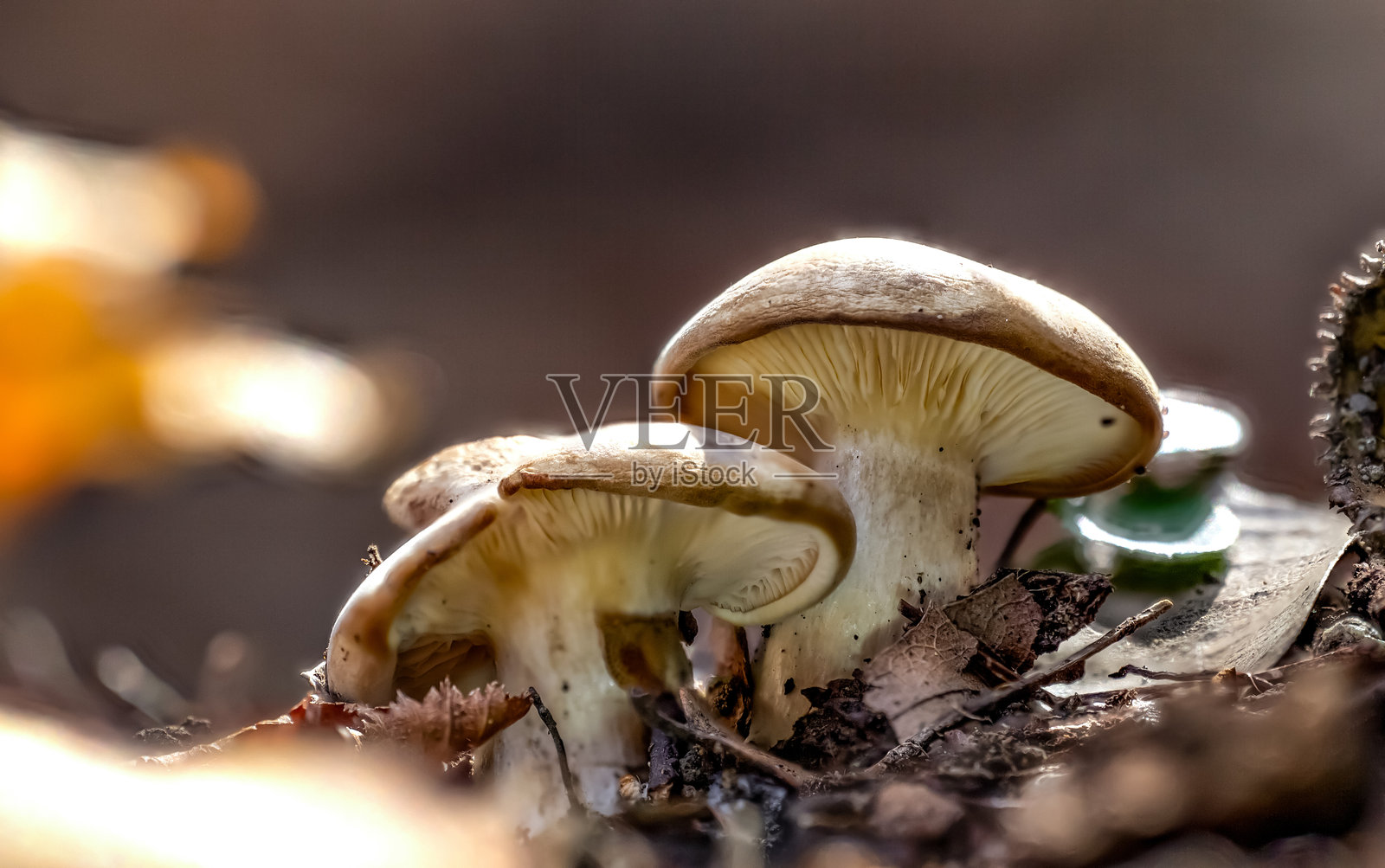 云雾伞菌照片摄影图片