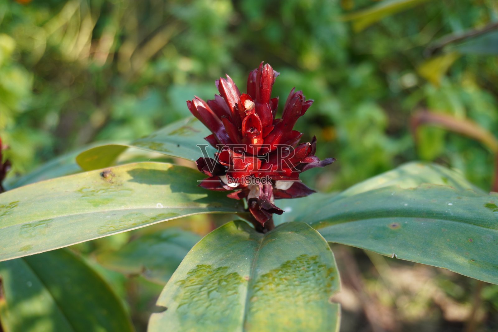 尖花螺旋姜,也称为印度头姜照片摄影图片