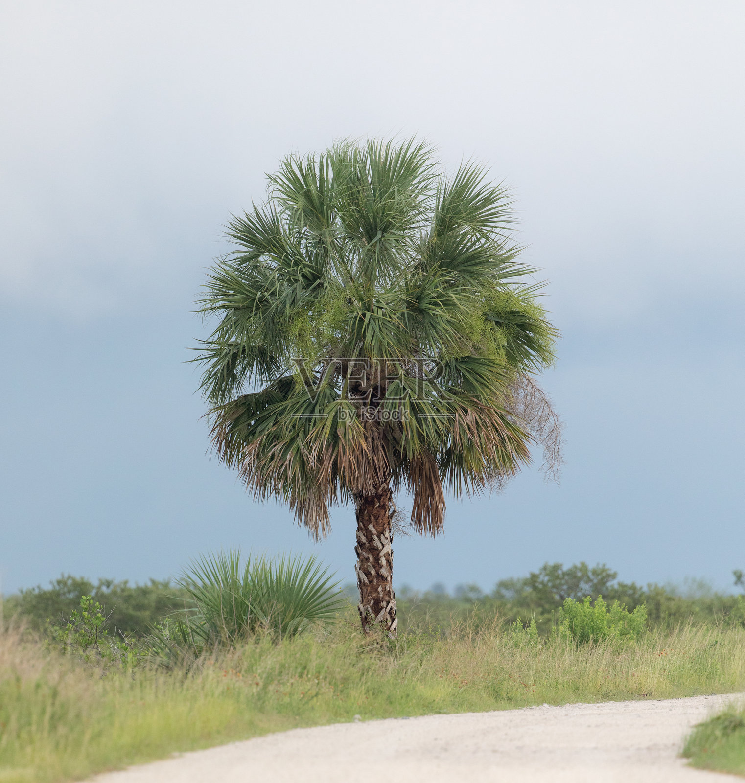 黑点野生动物驾驶道照片摄影图片