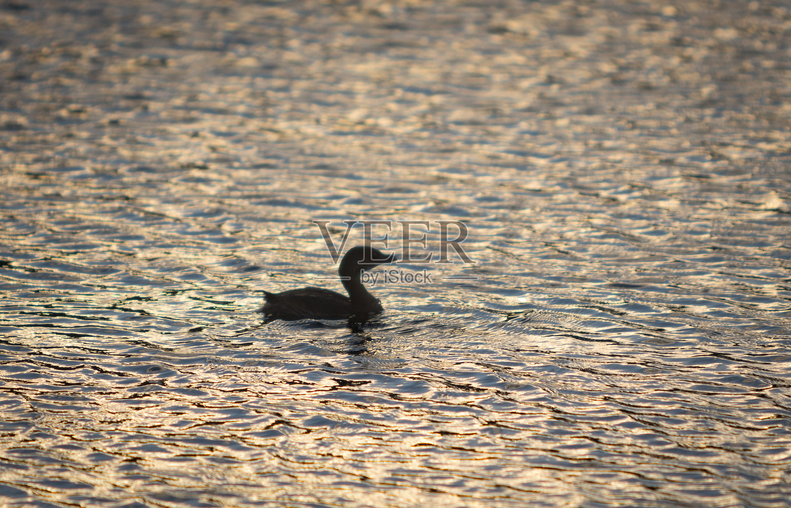 黑点野生动物照片摄影图片