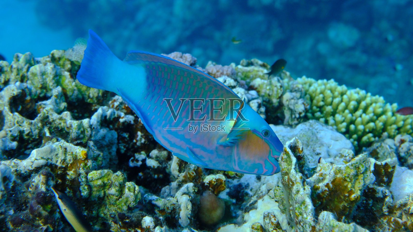 海底的雏菊鹦嘴鱼或子弹头鹦嘴鱼(Chlorurus sordidus)照片摄影图片