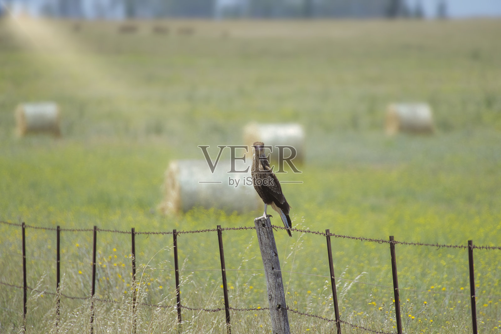 在乡村田野上栖息在栅栏柱上的冠雕或冠雕(Caracara plancus)照片摄影图片