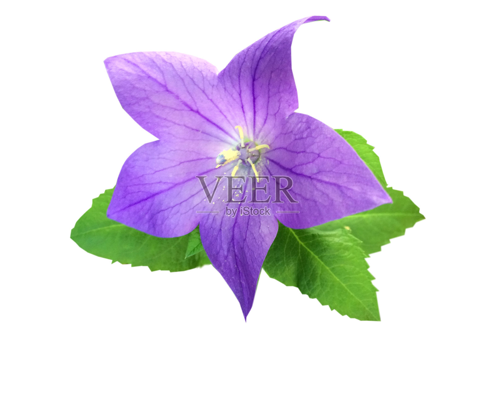 蓝铃花照片摄影图片