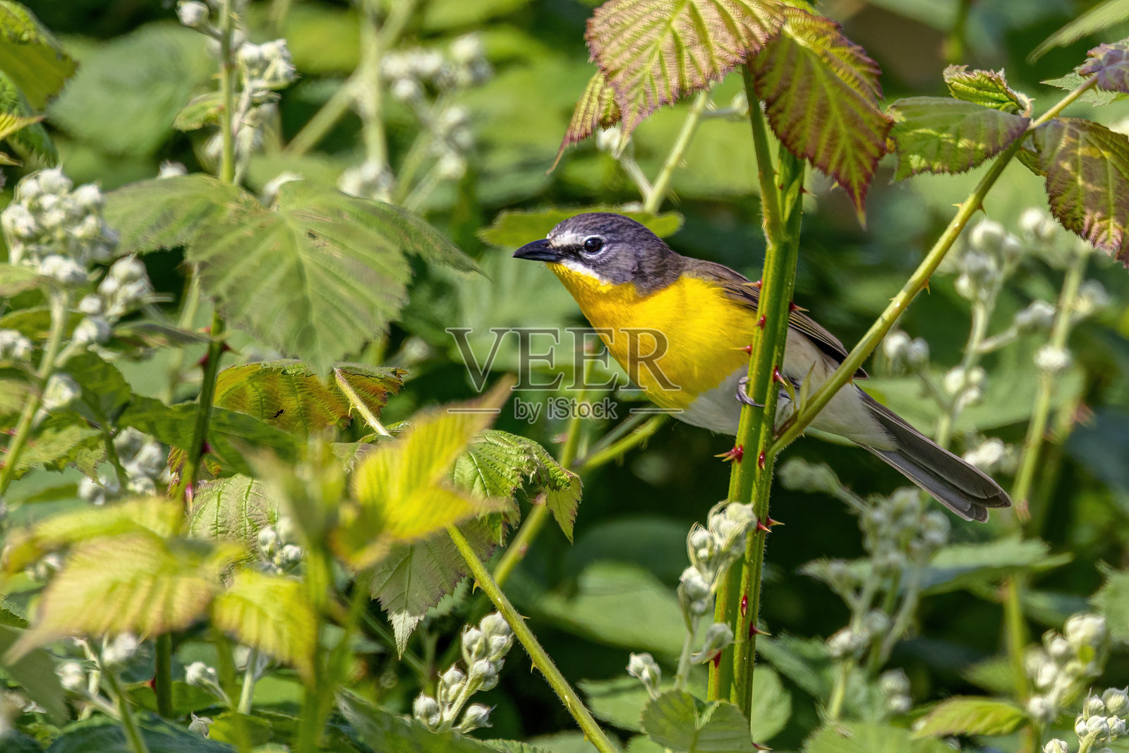 黄胸鹀,加拿大不列颠哥伦比亚省皮特梅多斯照片摄影图片