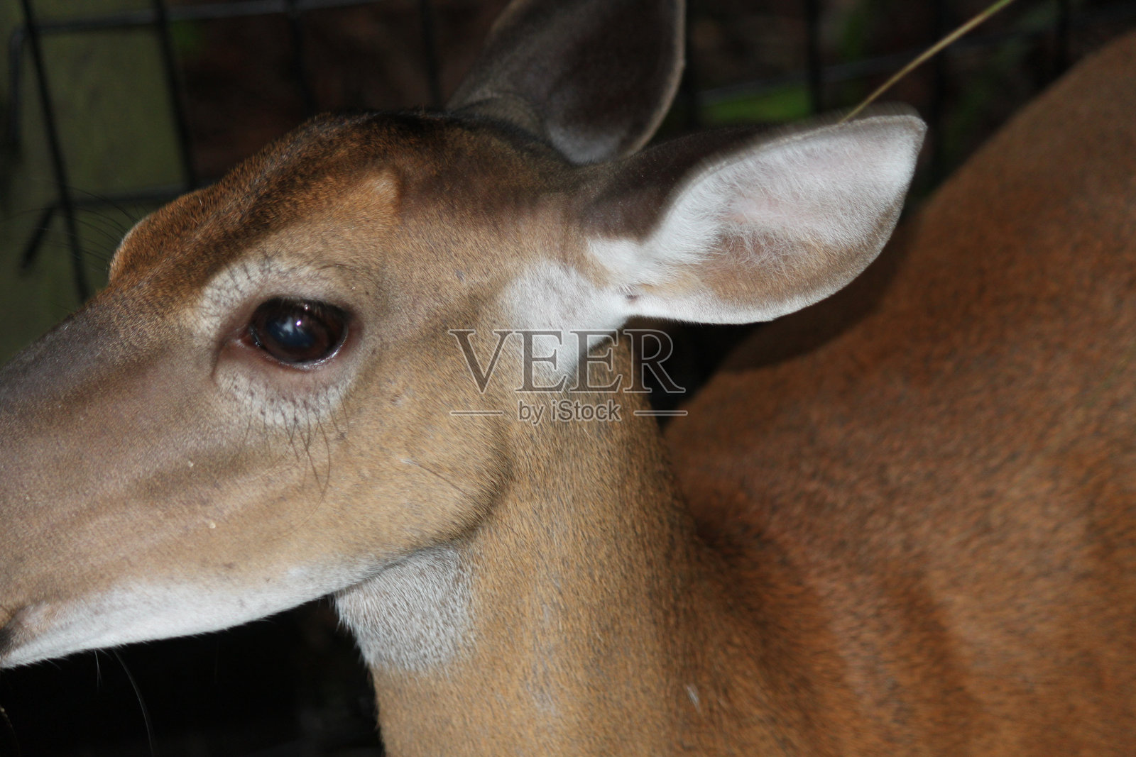 鹿动物照片摄影图片