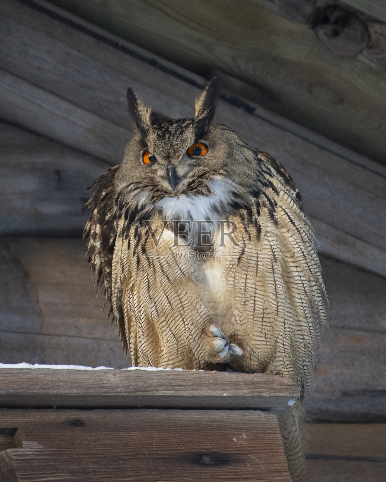 欧亚雕鸮(Bubo bubo)栖息在一座老房子的阳台上。照片摄影图片
