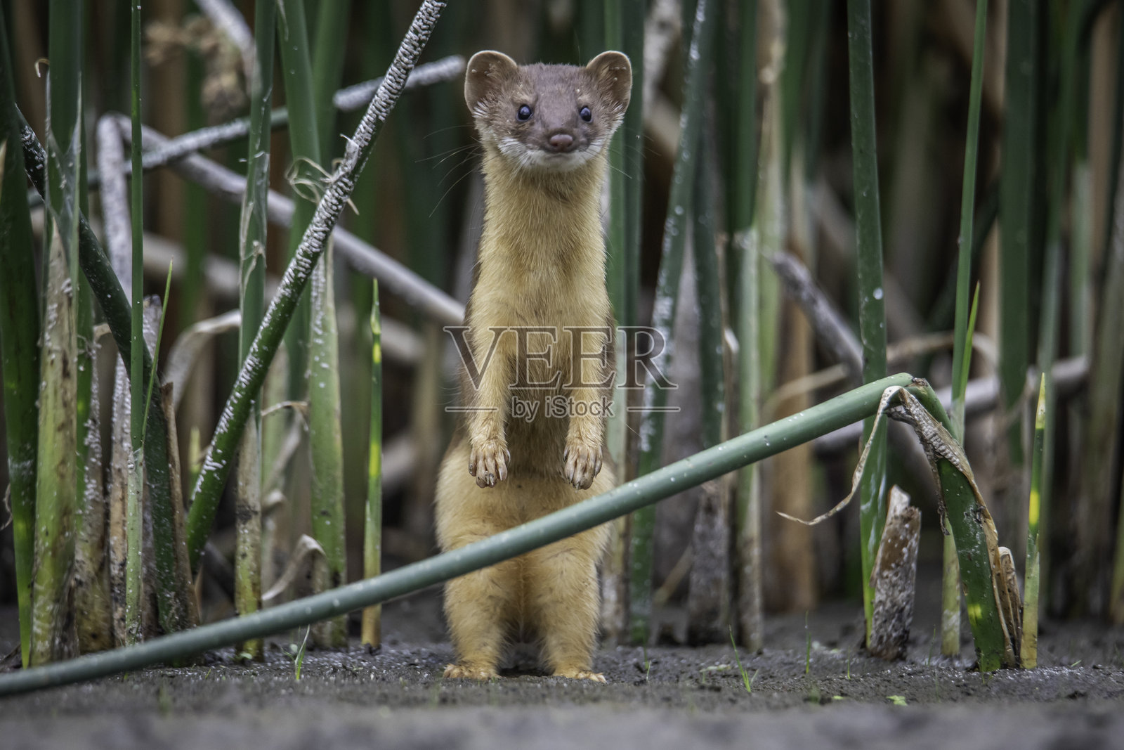 长尾鼬特写,眼平视,正面站立视角照片摄影图片