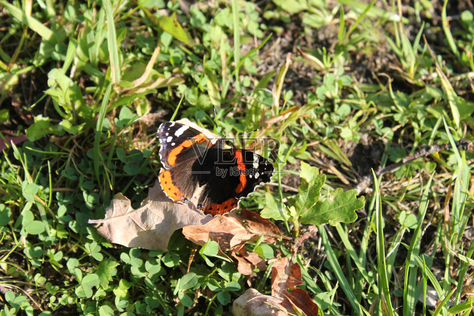 蝴蝶照片摄影图片
