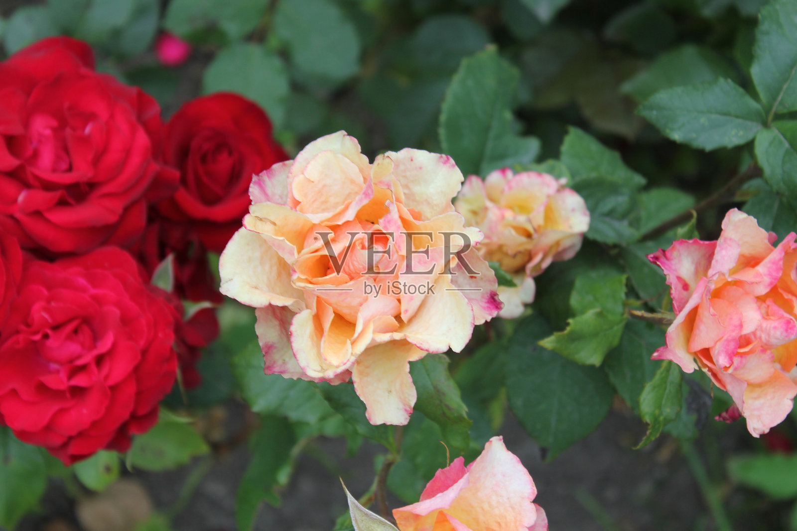 玫瑰照片摄影图片