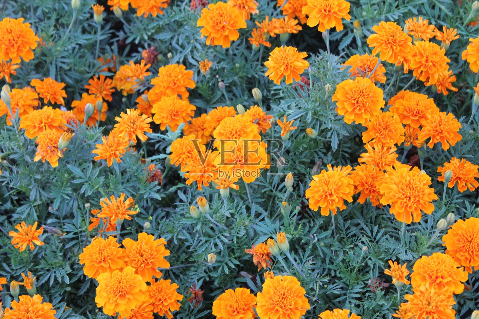 金盏花照片摄影图片