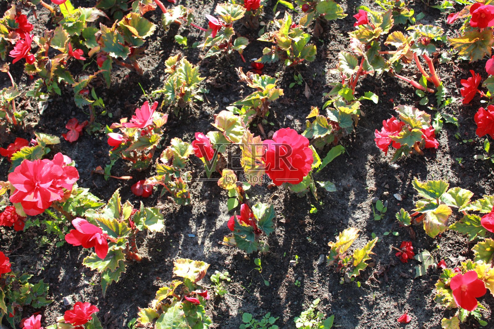 花朵照片摄影图片