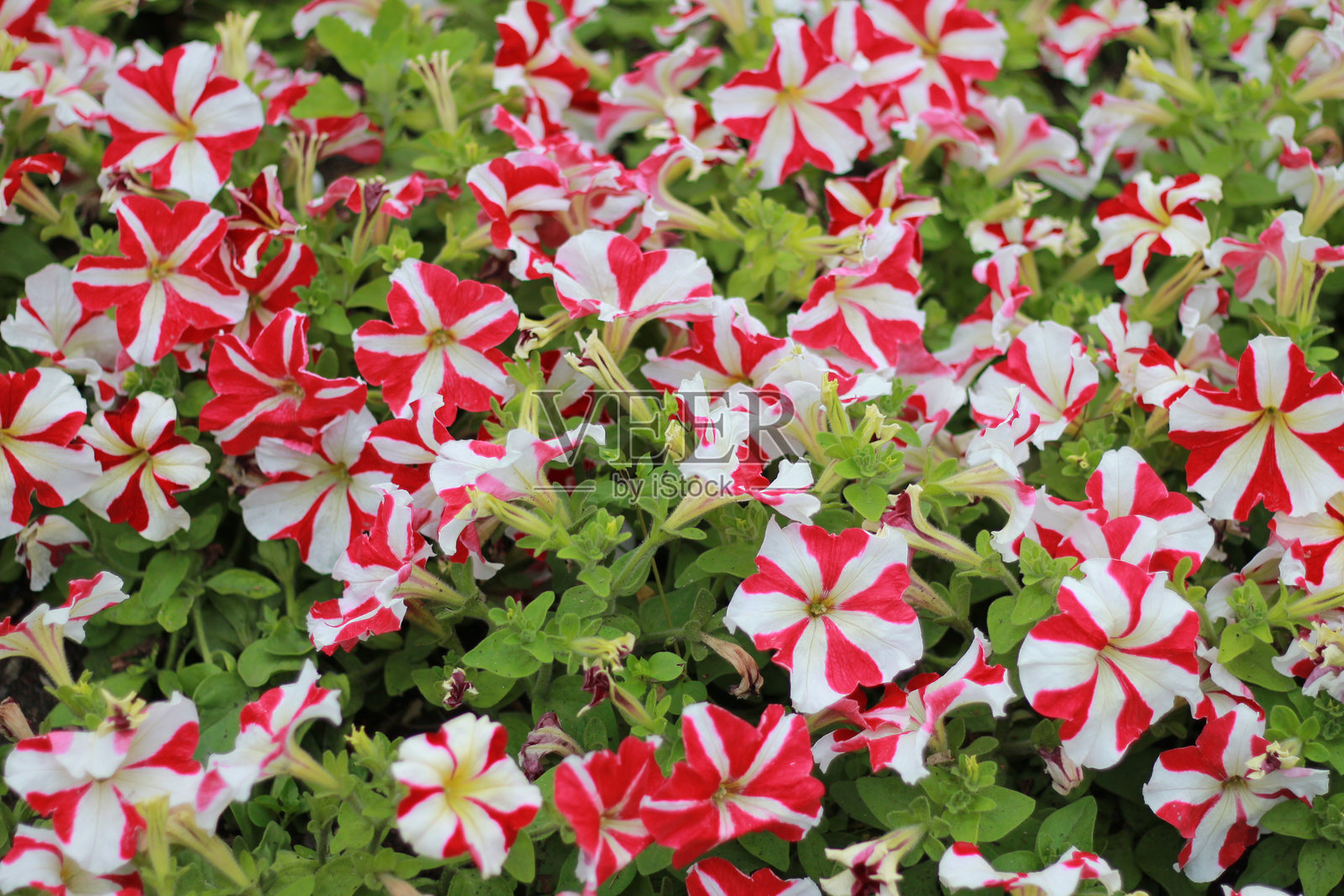 花朵照片摄影图片