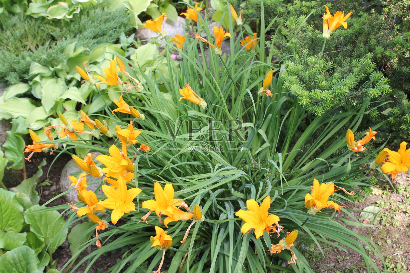 花朵照片摄影图片