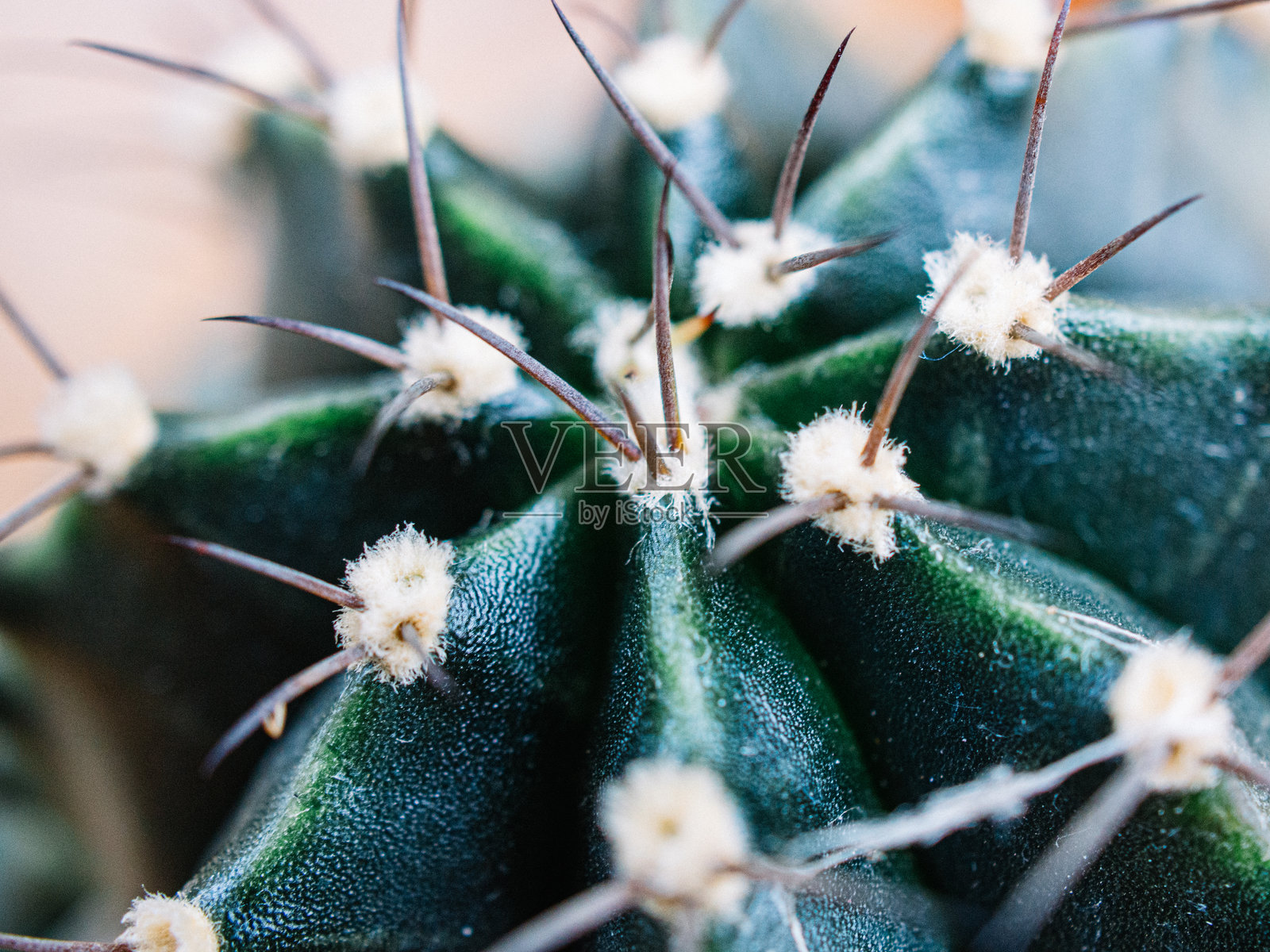 可爱的仙人掌照片摄影图片