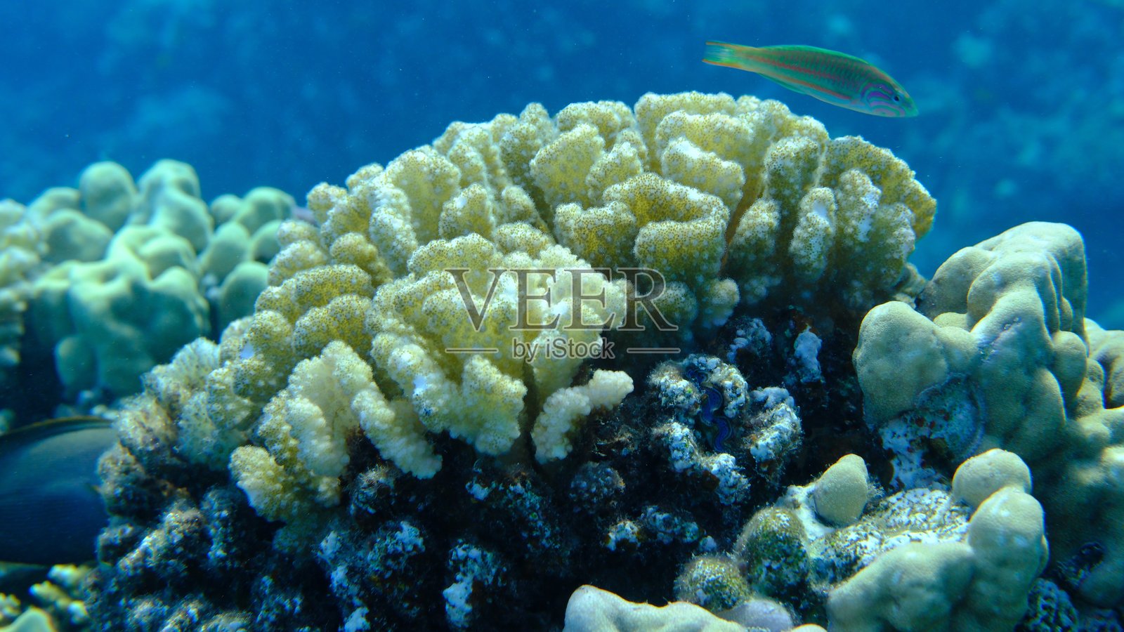 刺球珊瑚或花椰菜珊瑚,角状珊瑚(Pocillopora verrucosa)在海底照片摄影图片