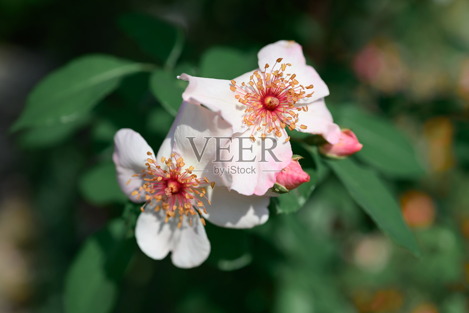 美丽的玫瑰在观赏花园中盛开照片摄影图片