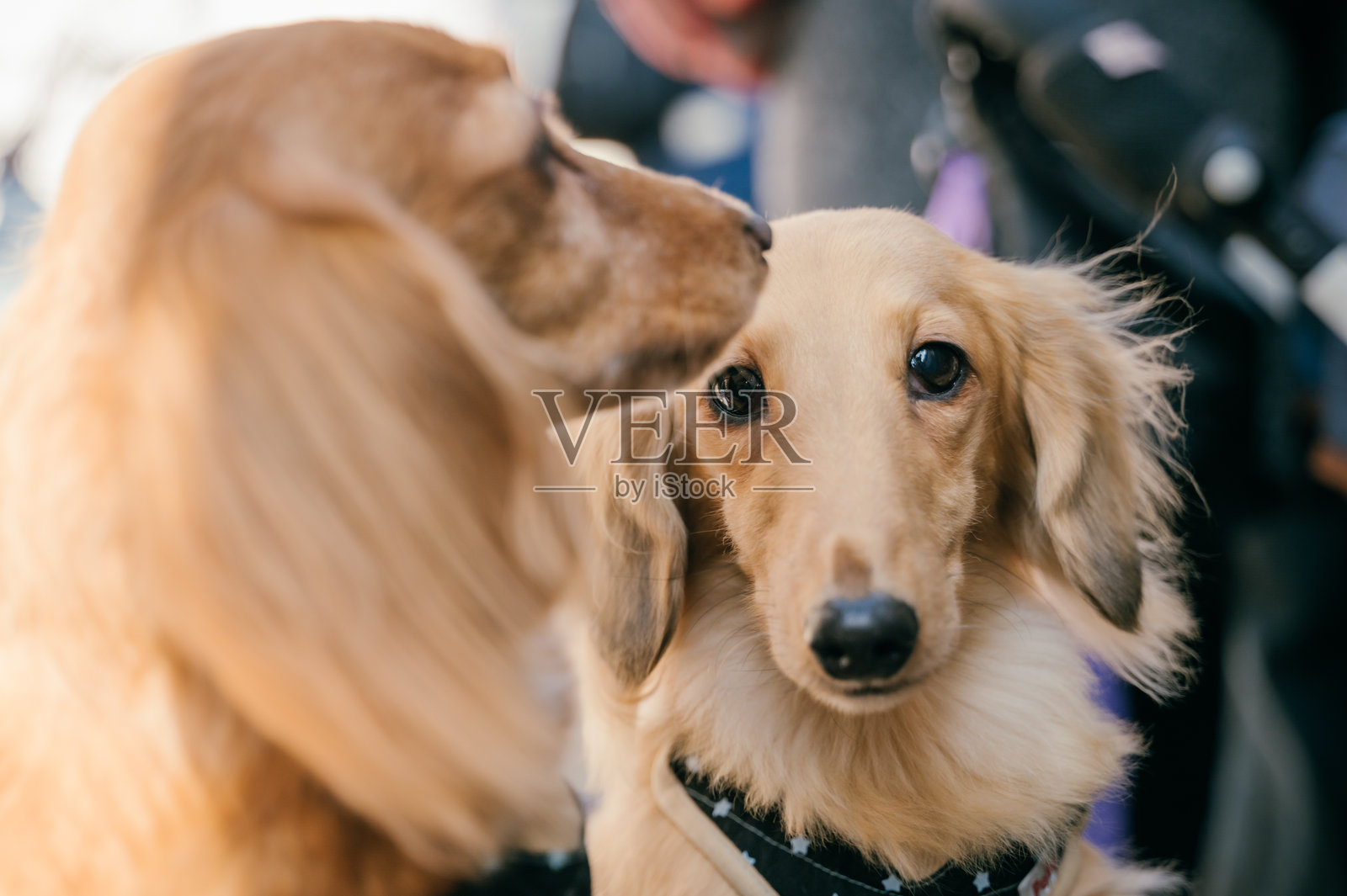 宠物主人遛狗的概念 / 一对腊肠犬在宠物推车或狗车中享受户外时光照片摄影图片