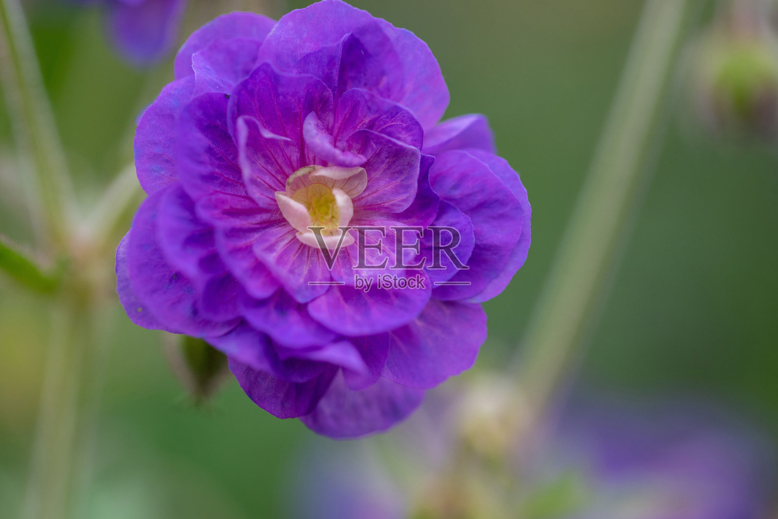 草地天竺葵照片摄影图片