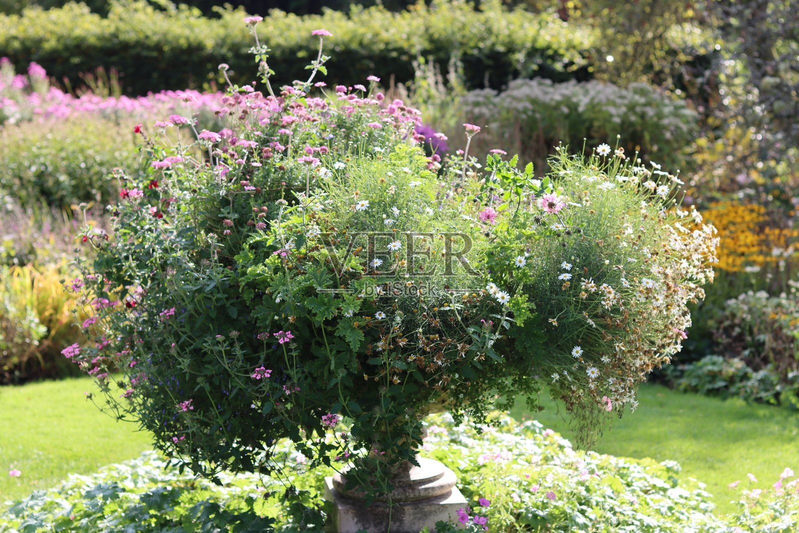 花园里盛满五彩缤纷花朵的大石 urn照片摄影图片