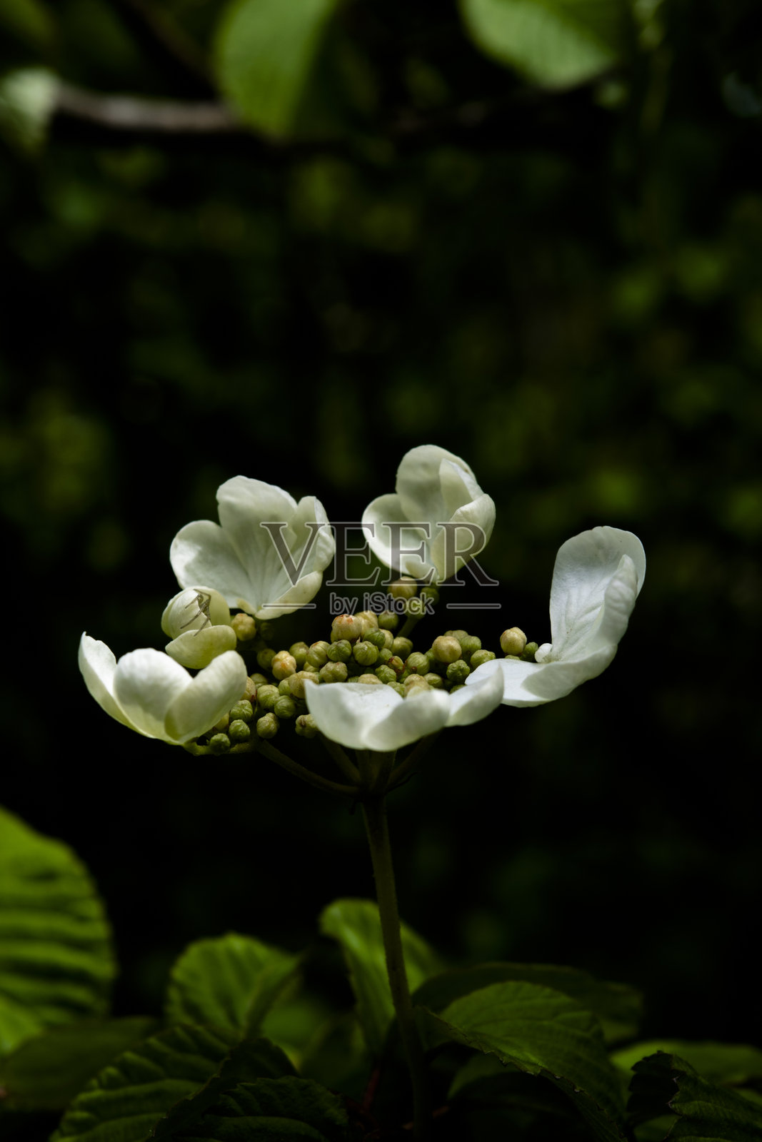 自然中的花卉色彩化照片摄影图片