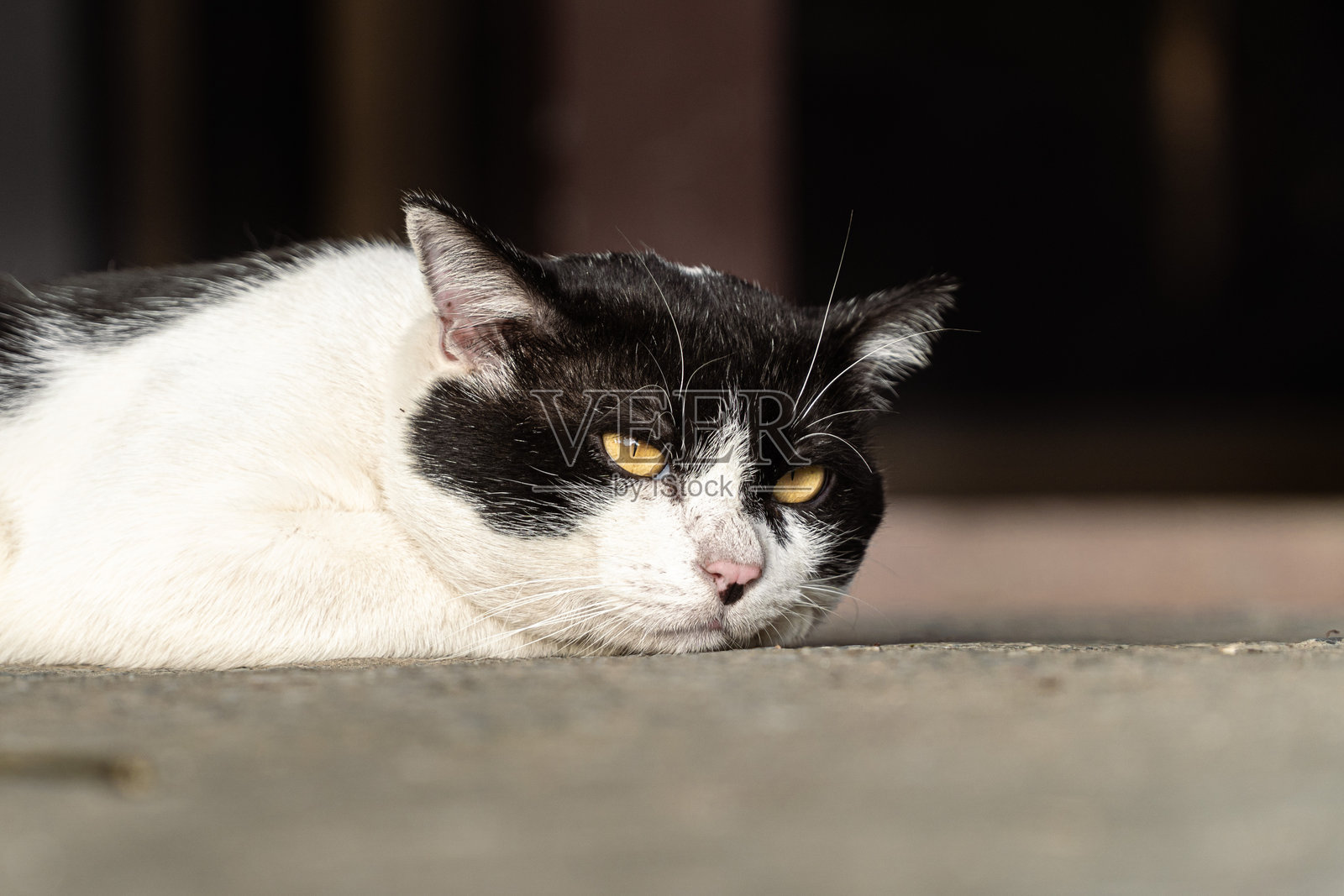 黑白猫特写,眼睛呈现出强烈的黄色,非常适合动物肖像和设计主题照片摄影图片