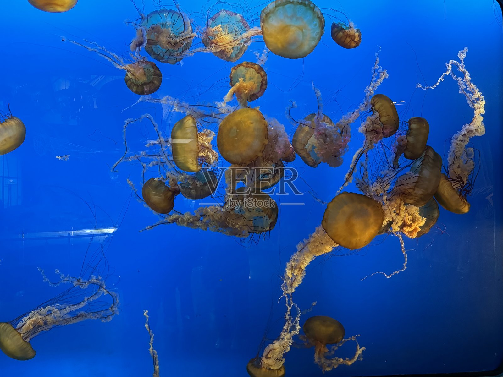 水母照片摄影图片