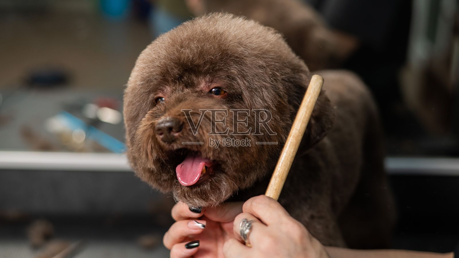 女人在美容院用剪刀给小狗梳毛。照片摄影图片