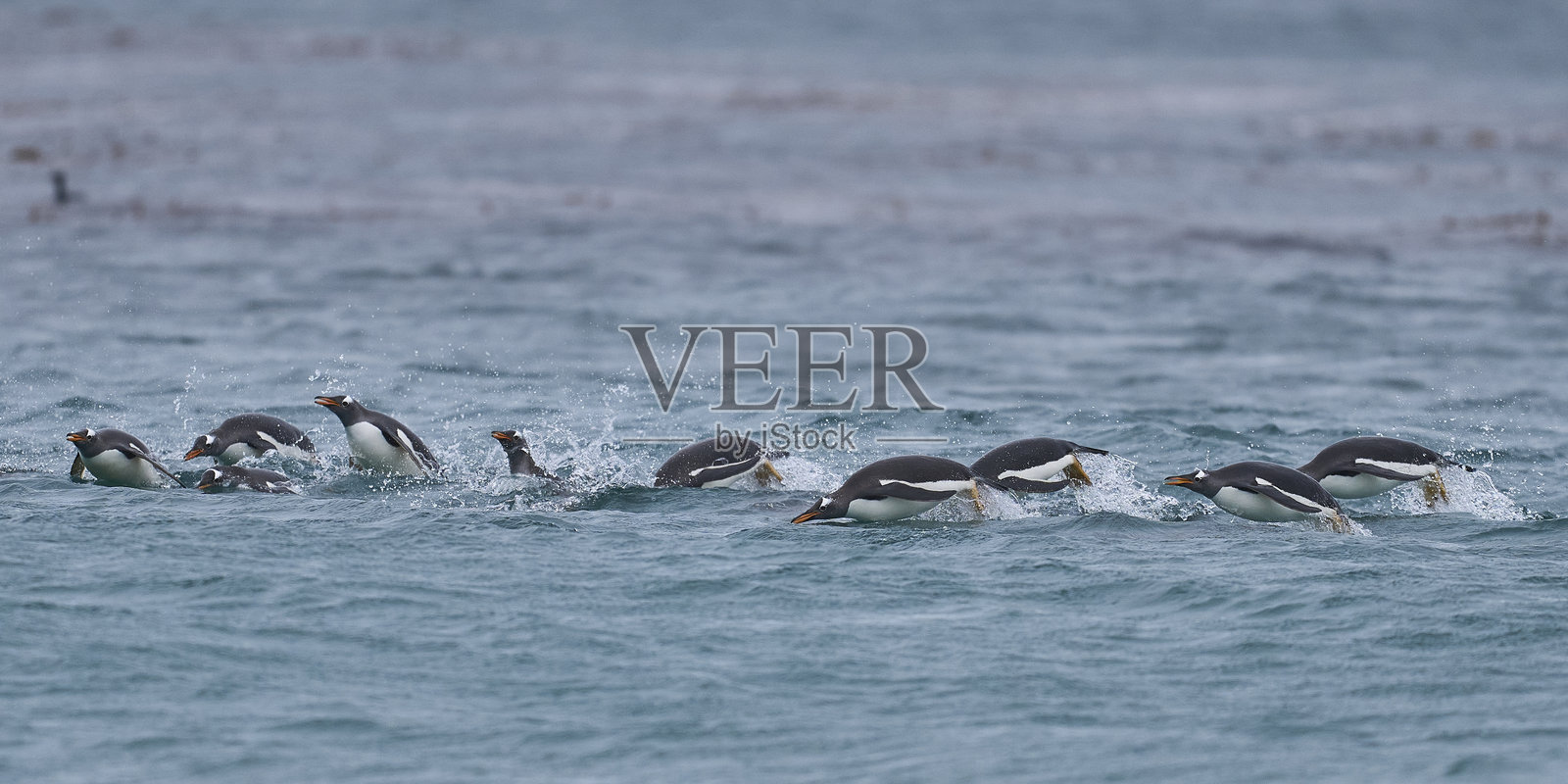 海上的金图企鹅照片摄影图片