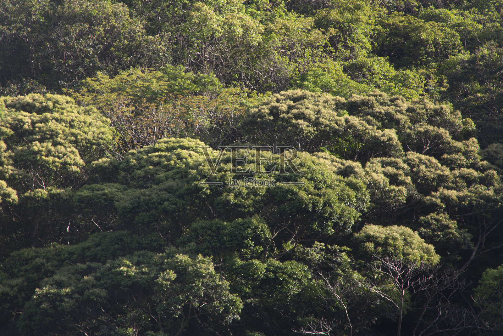 奄美大岛的创意绿意山脉照片摄影图片