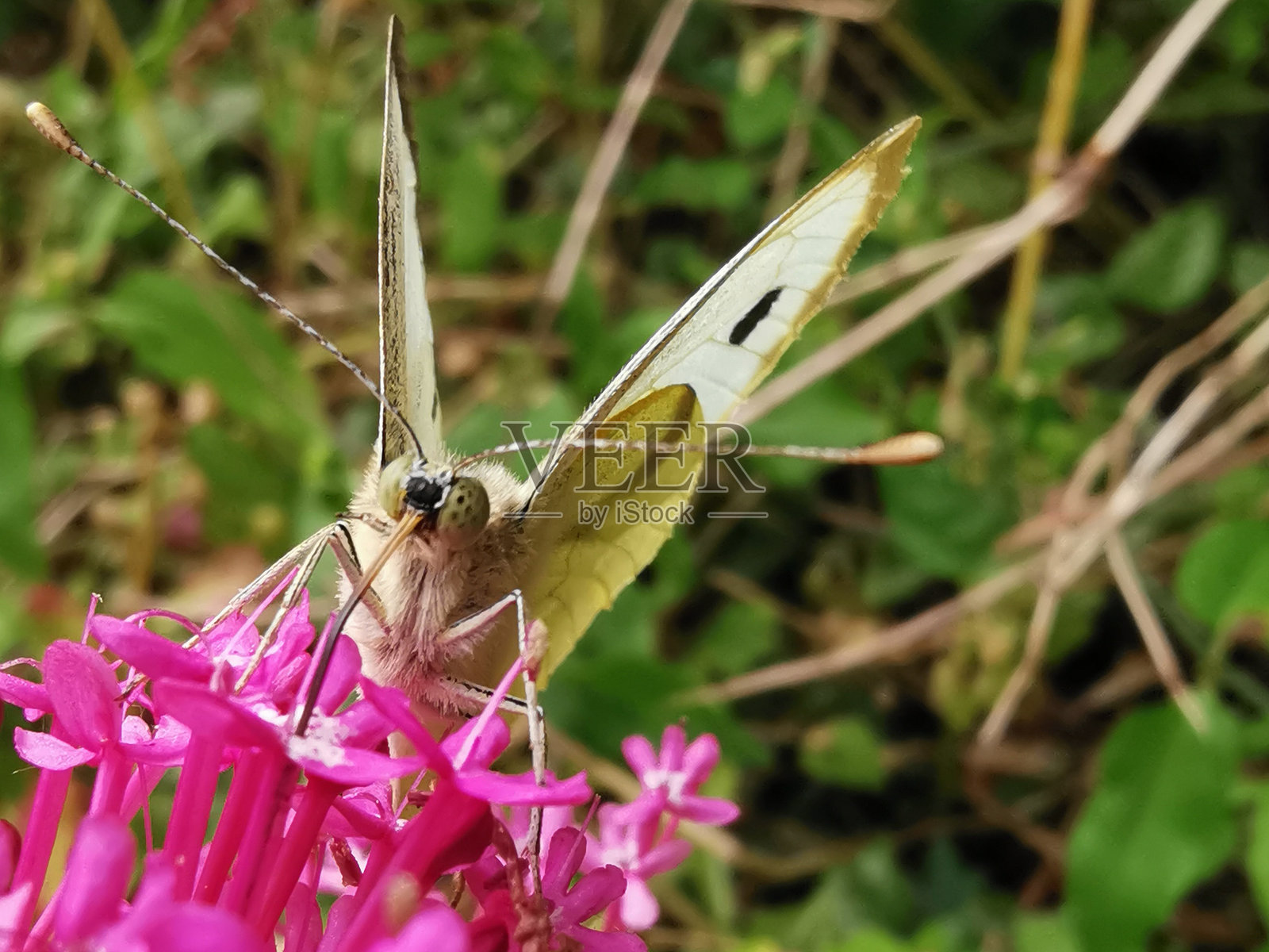 蝴蝶 1照片摄影图片