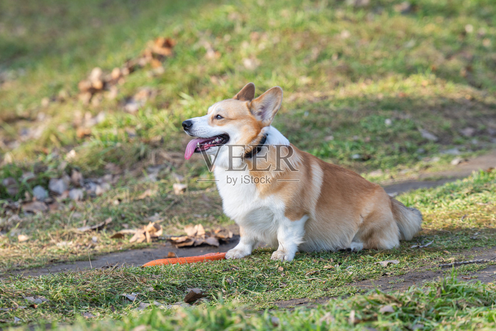 威尔士柯基犬(彭布罗克)照片摄影图片
