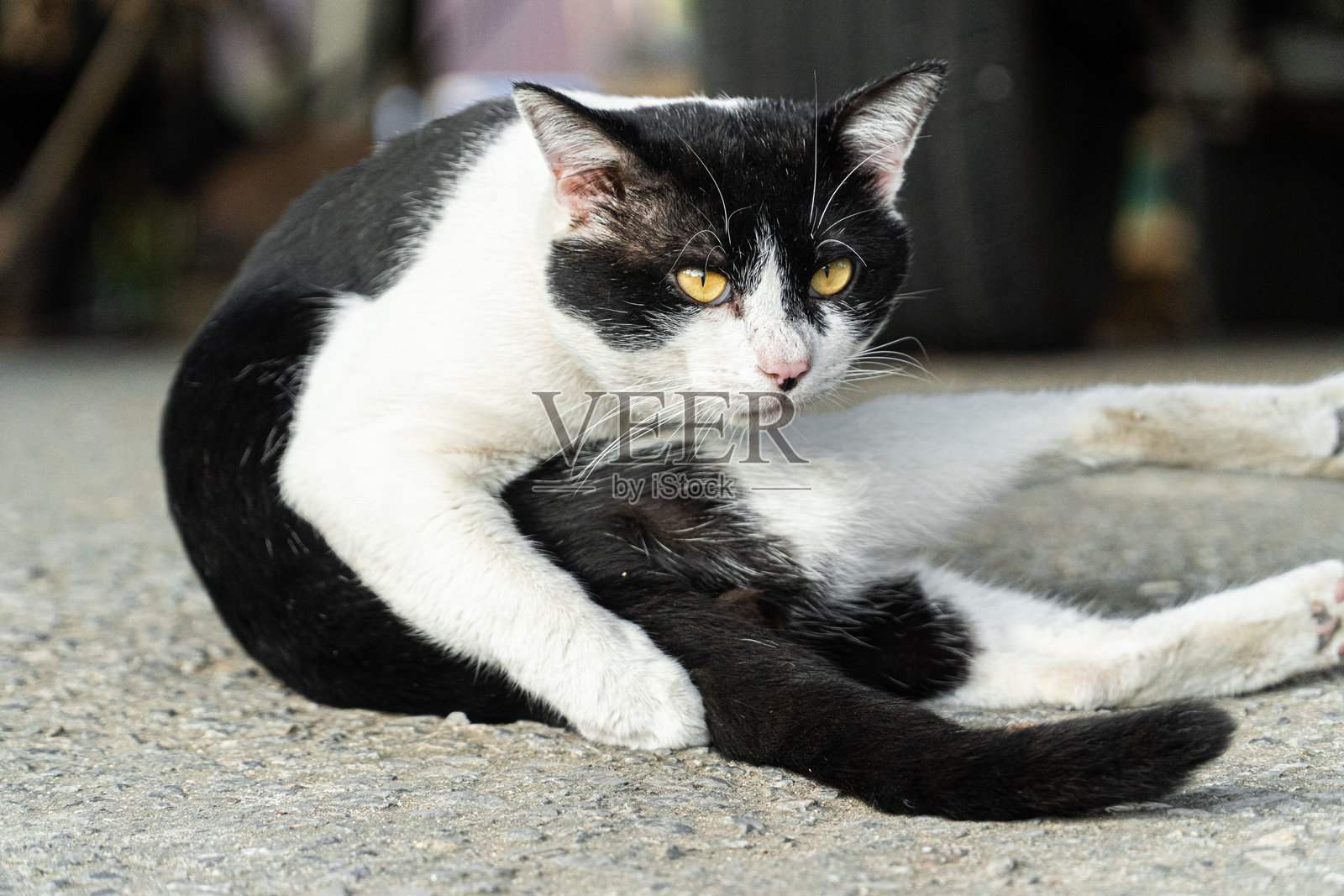 黑白猫坐在路上,放松地摆姿势,眼睛呈现出强烈的黄色。照片摄影图片