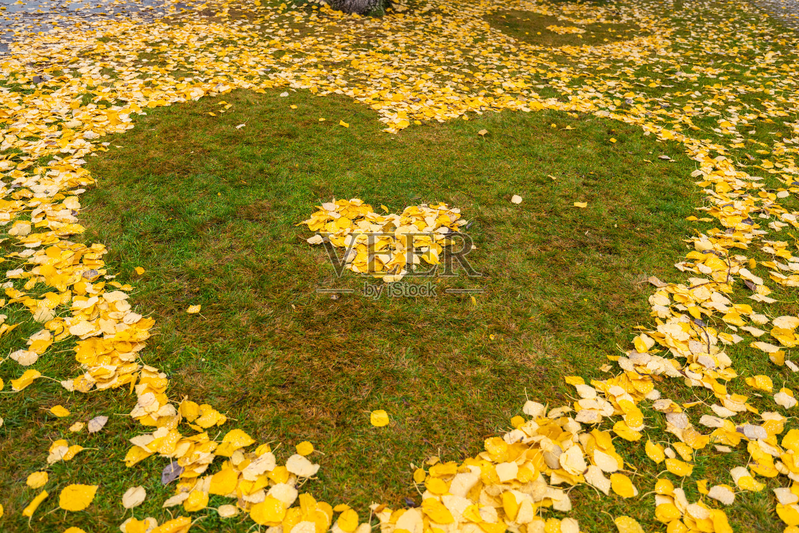 秋天草地上的心形黄色叶子照片摄影图片